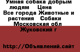 Умная собака добрым людям. › Цена ­ 100 - Все города Животные и растения » Собаки   . Московская обл.,Жуковский г.